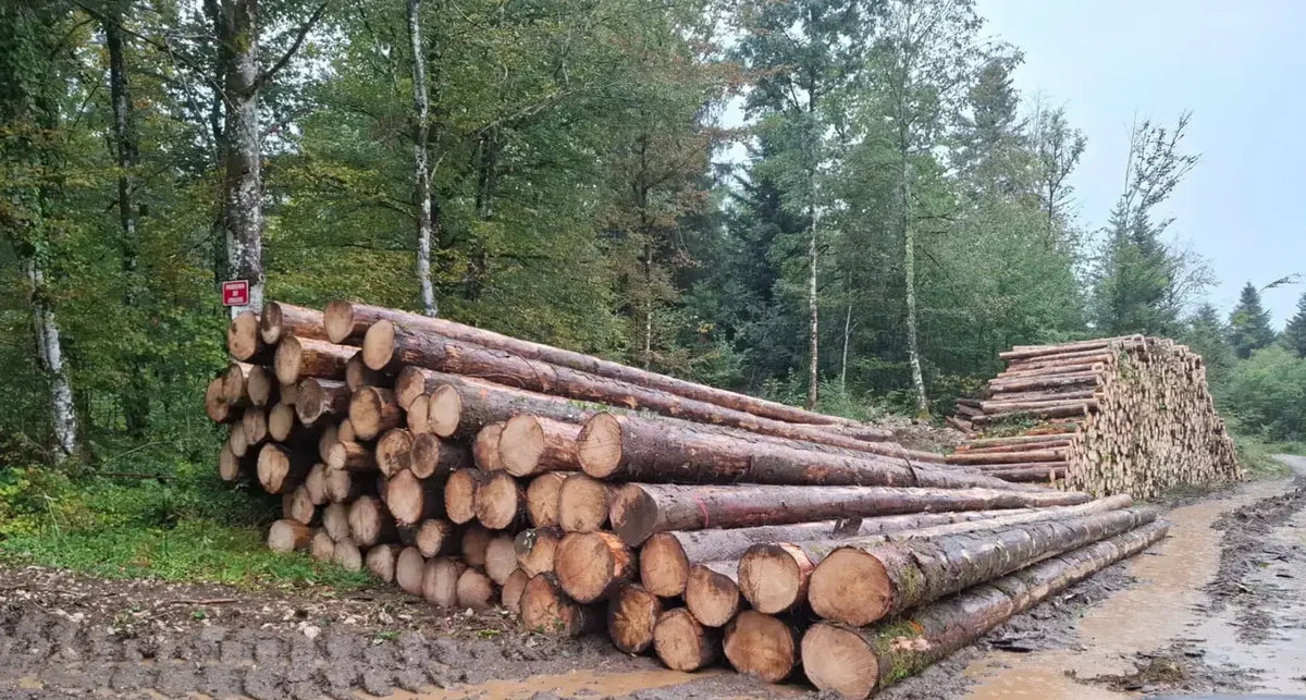 Stammholz Fichte – LKW-Lieferung